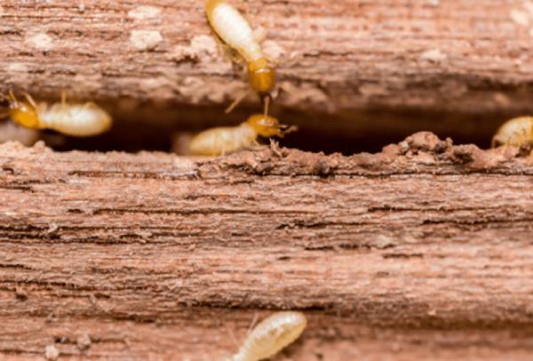 Termite01.SVC_.PNG_1676655194