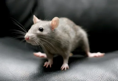 Tips to Prevent Mice and Rat Infestations